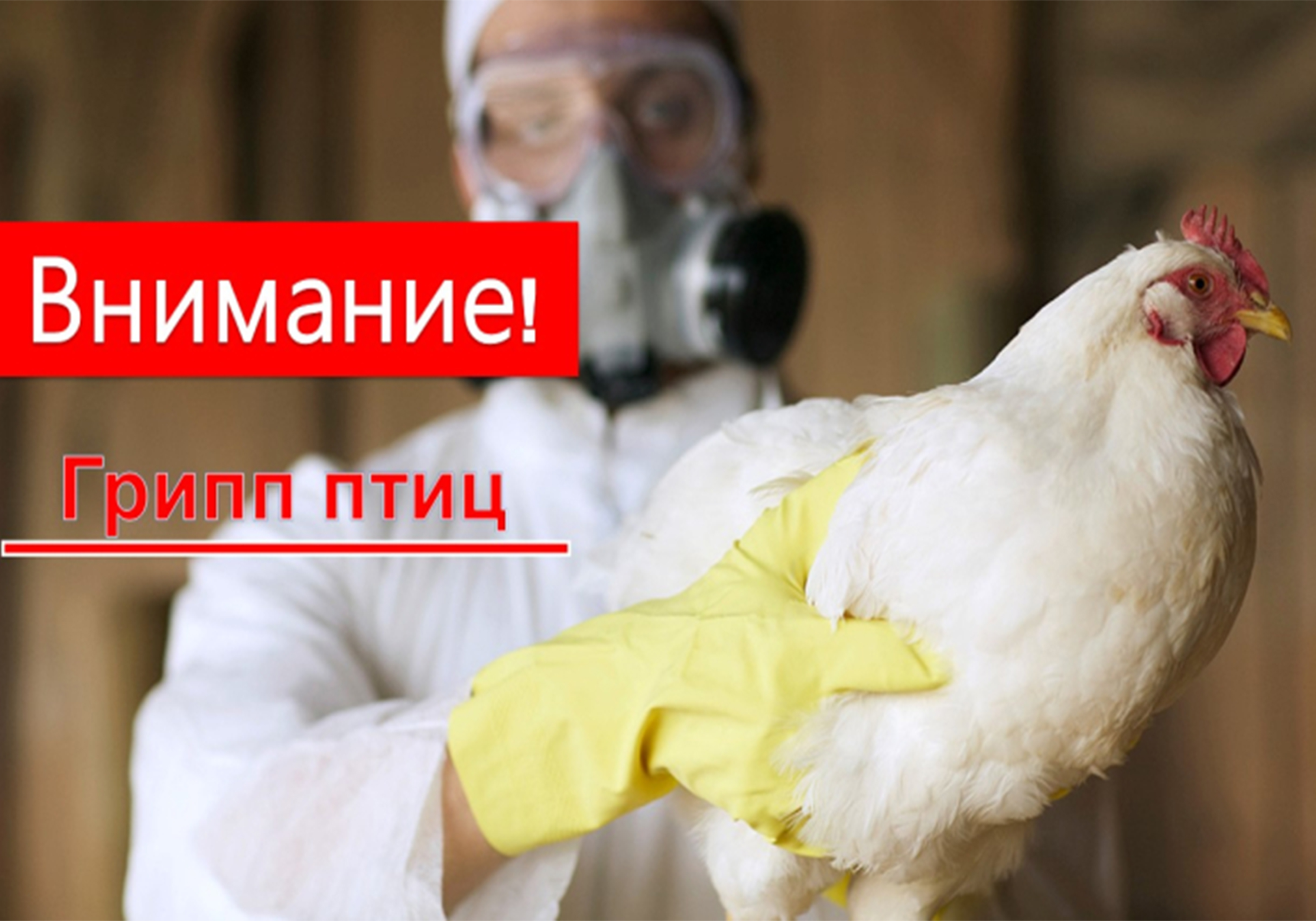 Памятка по профилактике высокопатогенного гриппа птиц