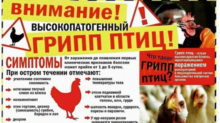 Профилактика возникновения особо опасных заболеваний животных и птиц, в том числе АЧС и ВГП. Профилактика возникновения особо опасных заболеваний животных и птиц, в том числе АЧС и ВГП.