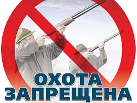 Осуществление спортивной и любительской охоты на территории Белгородской области запрещено.